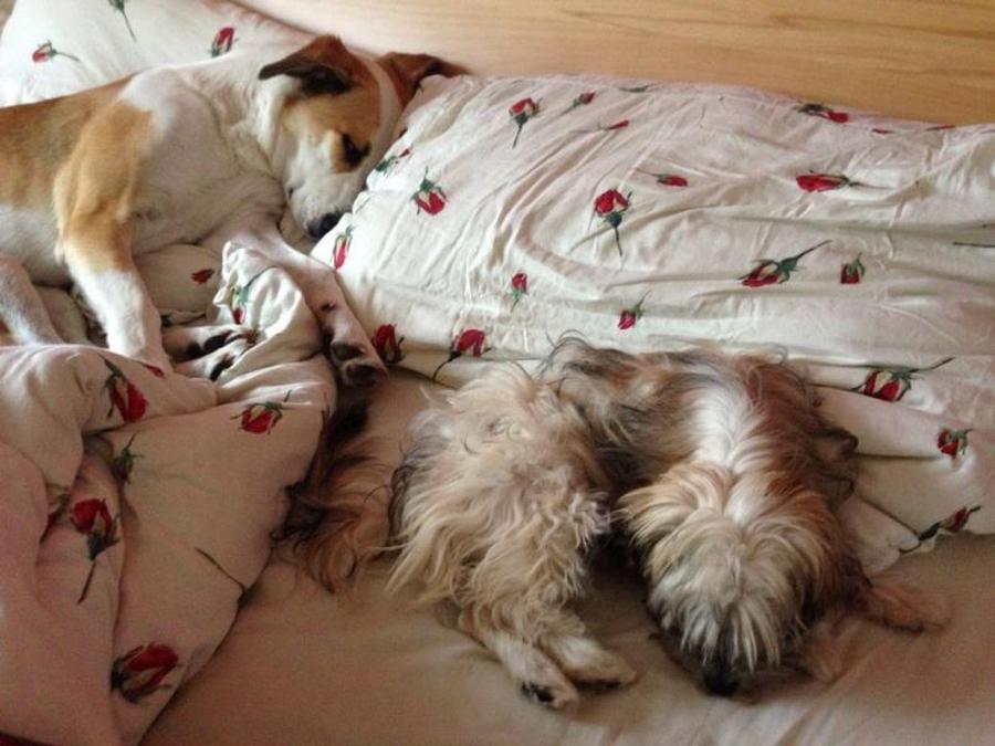 Hund im Bett, gar nicht net?! Aus Rudelsicht erklärt von FraMoS
