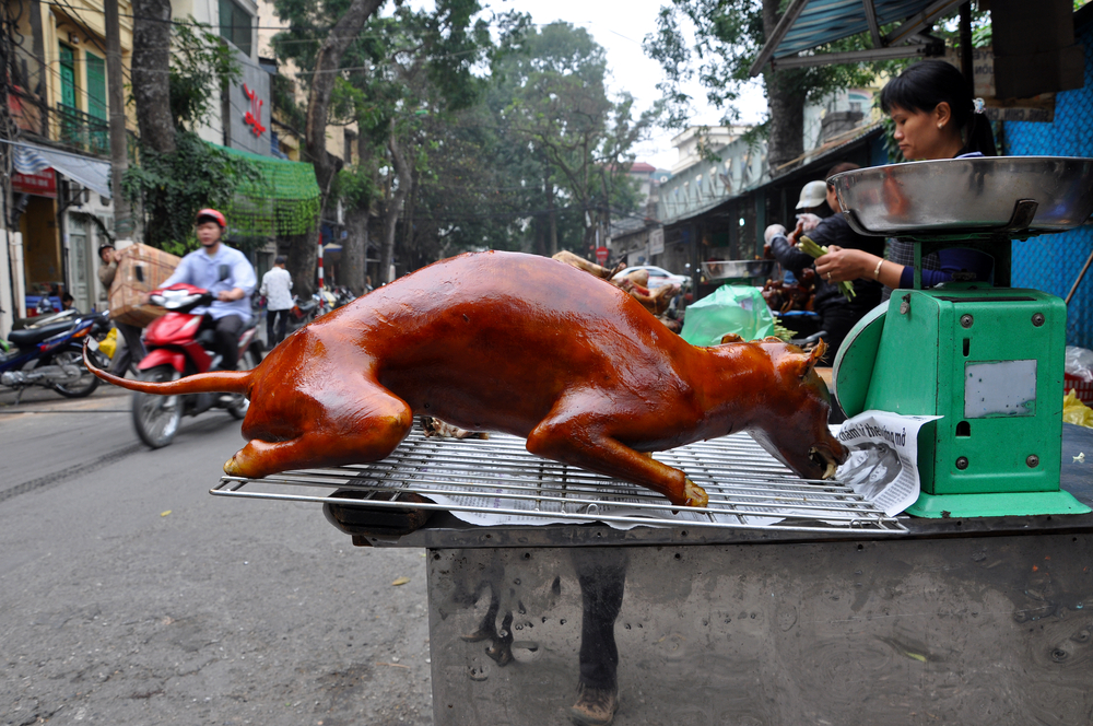 Vom üppigen Hundemal in China. - von Hausverstand | fisch+fleisch