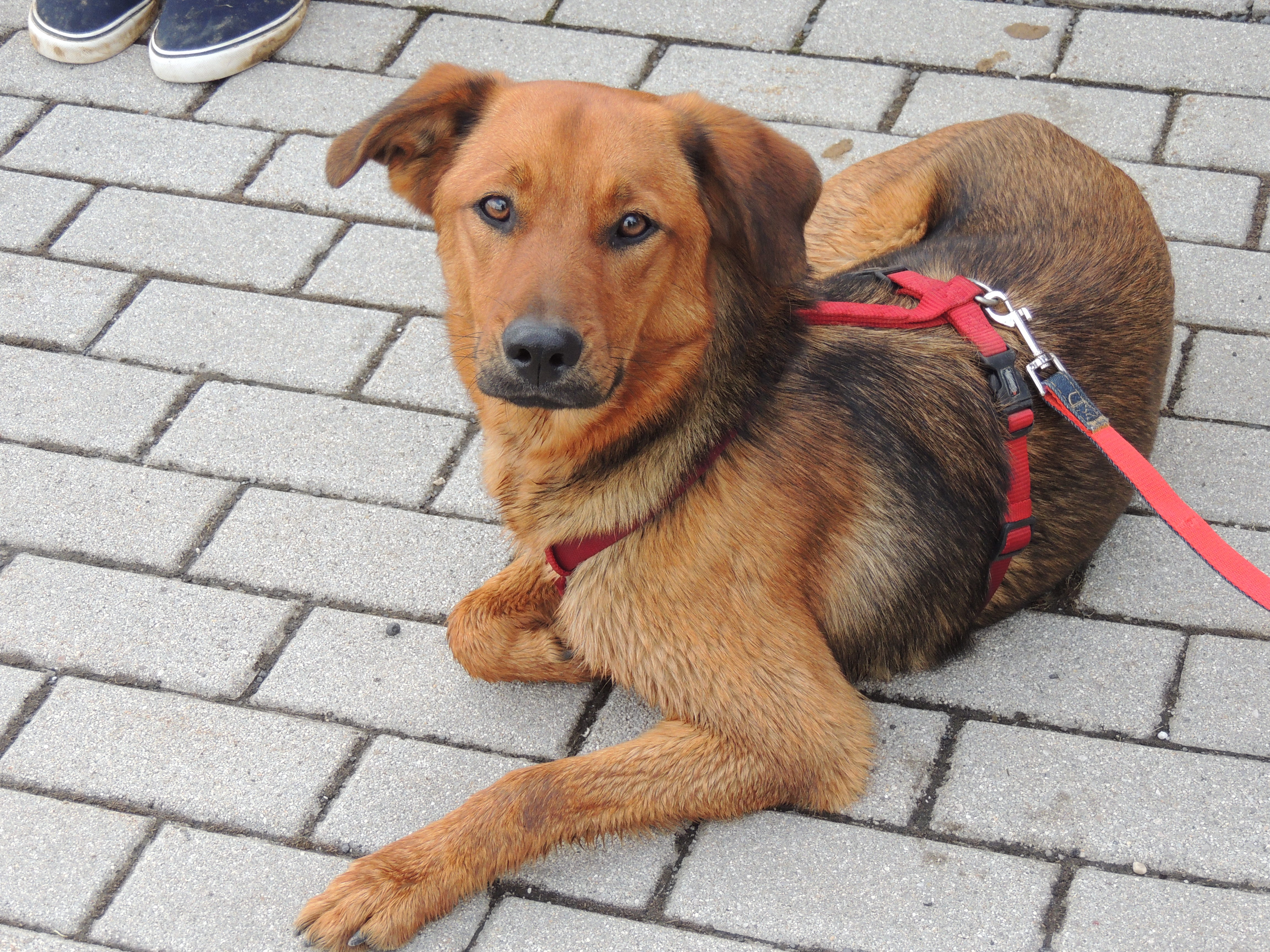 Ein neuer Hund zieht ins Haus von gloriaviennae fisch+fleisch