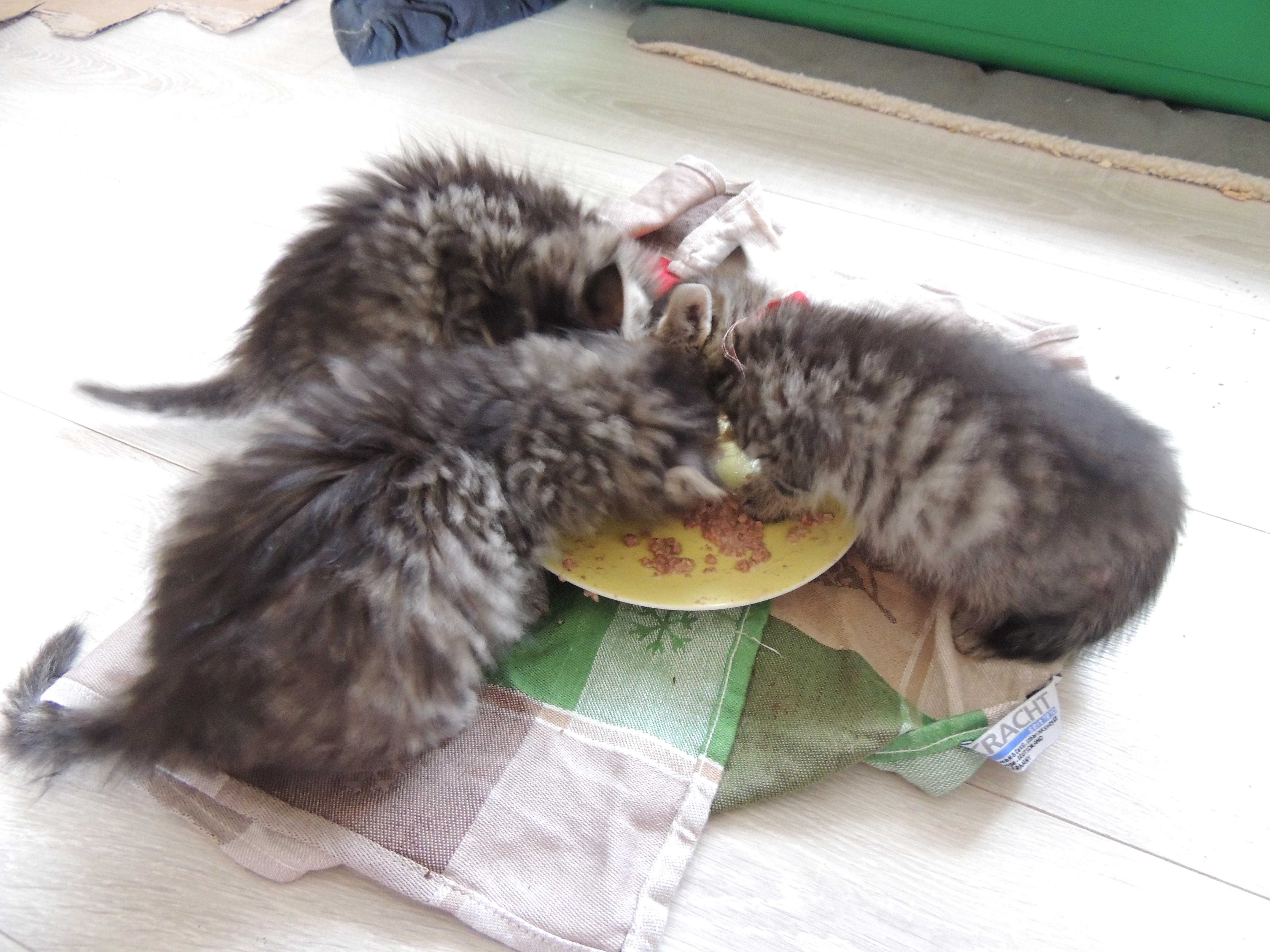 Das Kreuz Mit Den Streunerkatzen Was Tun Mit Den Vielen