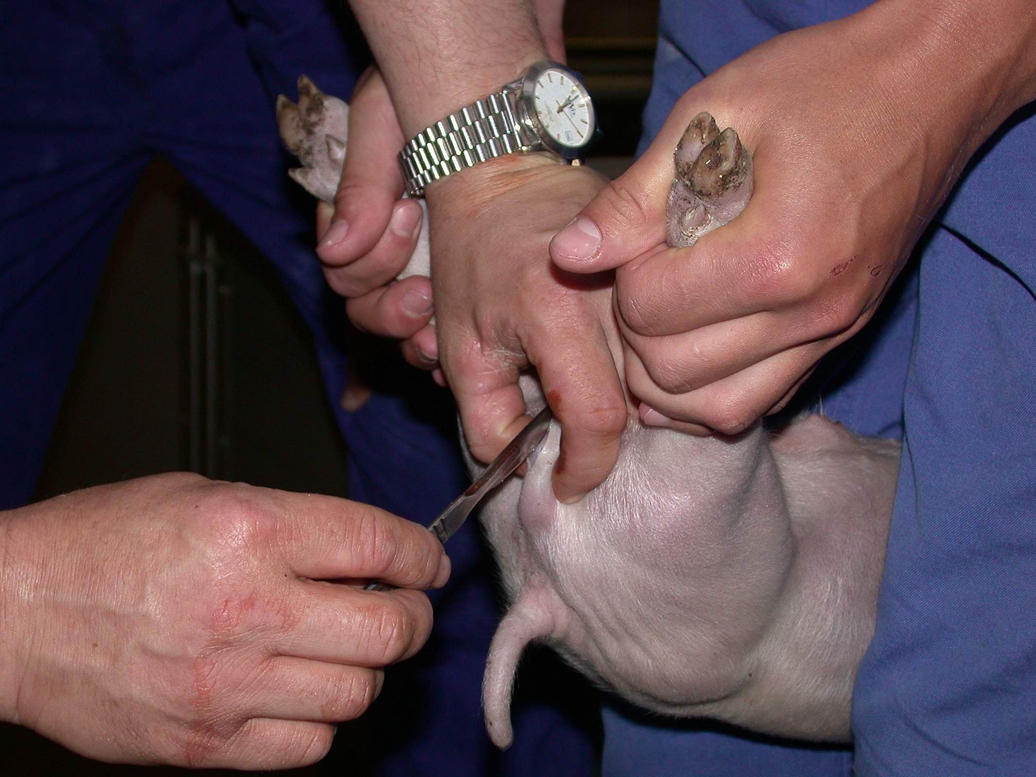 Augen auf beim Schweinekauf - von Heli Dungler 